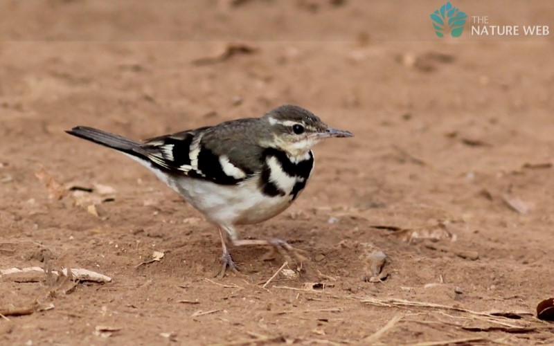 Forest Wagtail